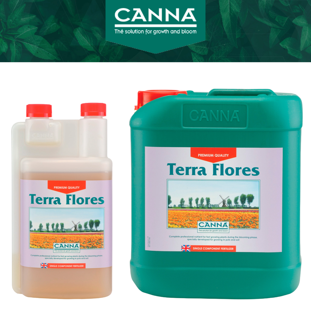 Canna Terra Flores