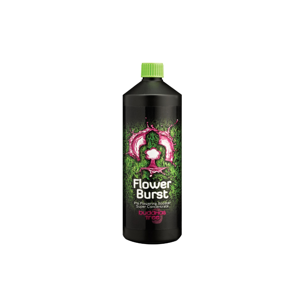Buddhas Tree Flower Burst 1L