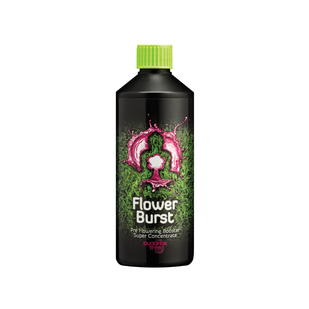 Buddhas Tree Flower Burst 500ml