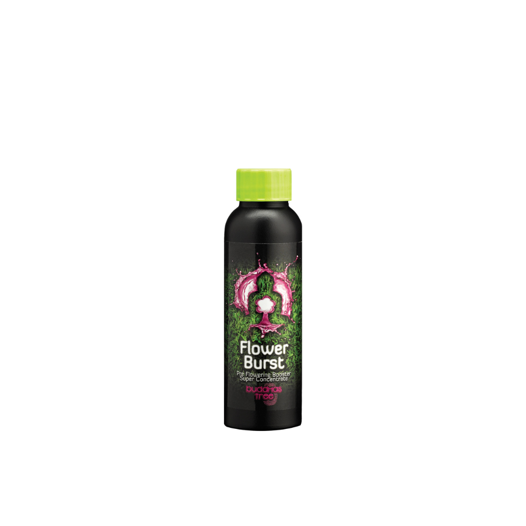 Buddhas Tree Flower Burst 100ml