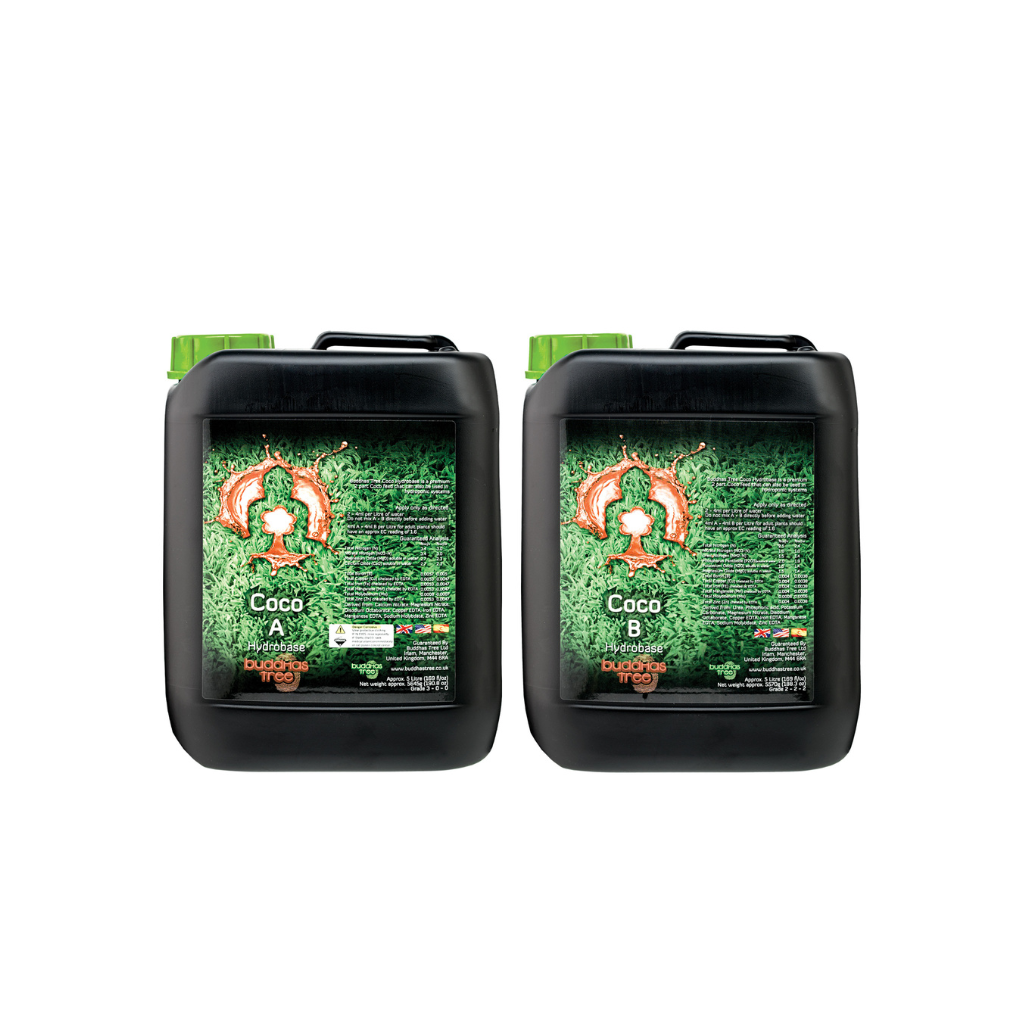 Buddhas Tree Coco A&B