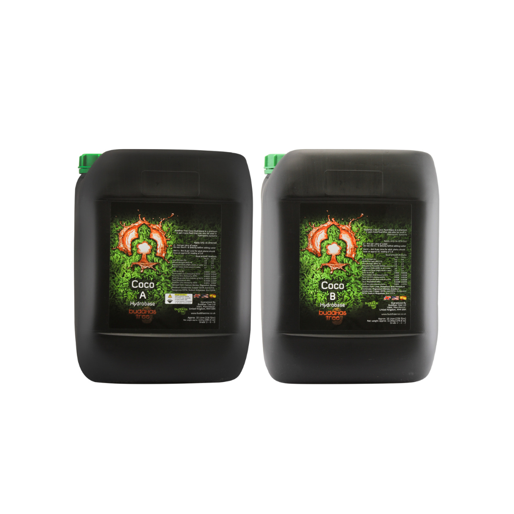 Buddhas Tree Coco A&B