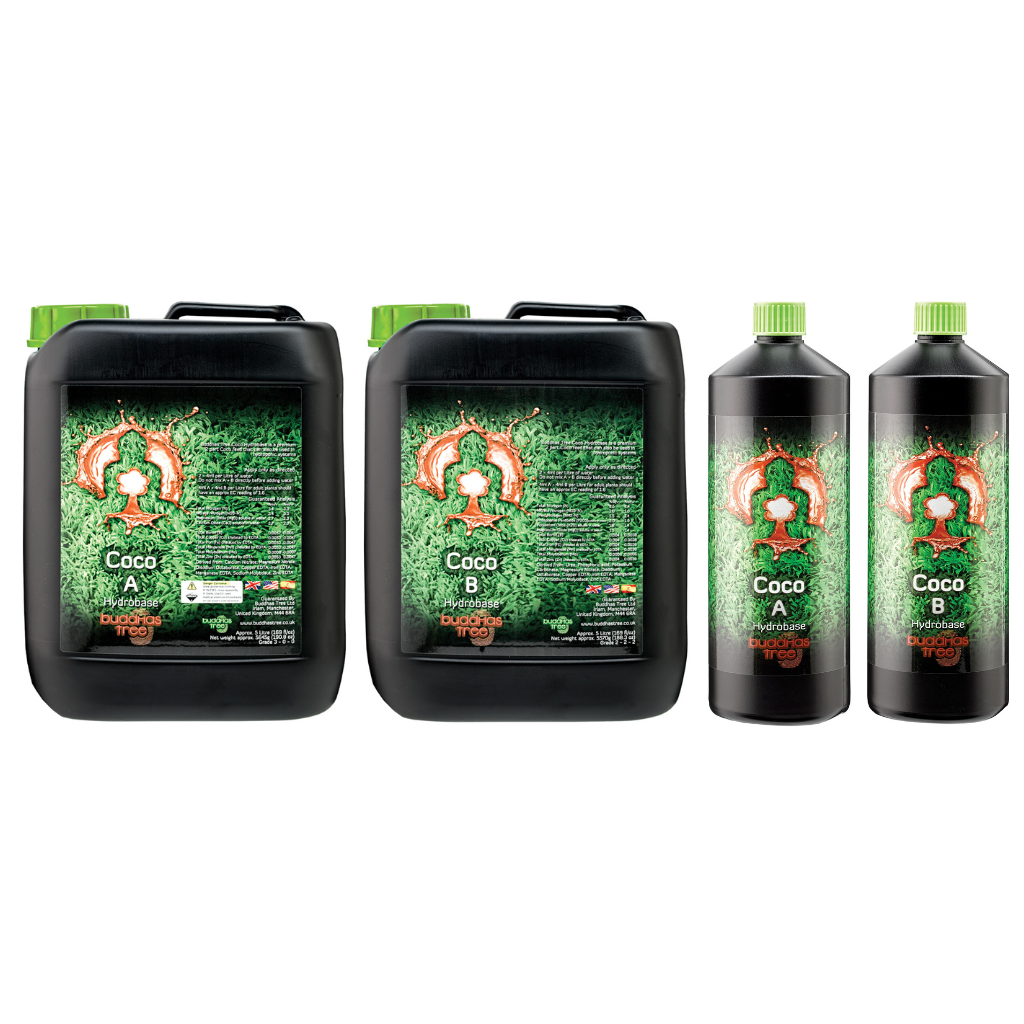 Buddhas Tree Coco A&B