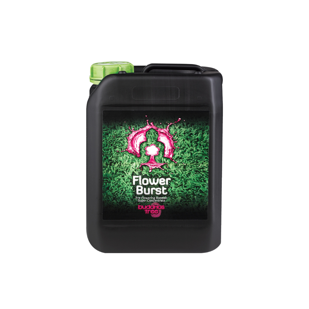 Buddhas Tree Flower Burst 5L