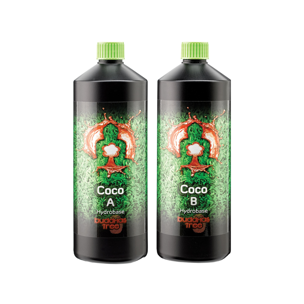 Buddhas Tree Coco A&B