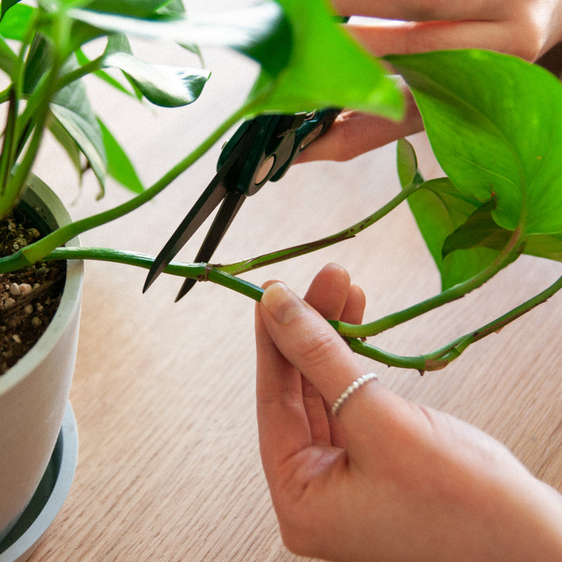 How To Take Cuttings Properly