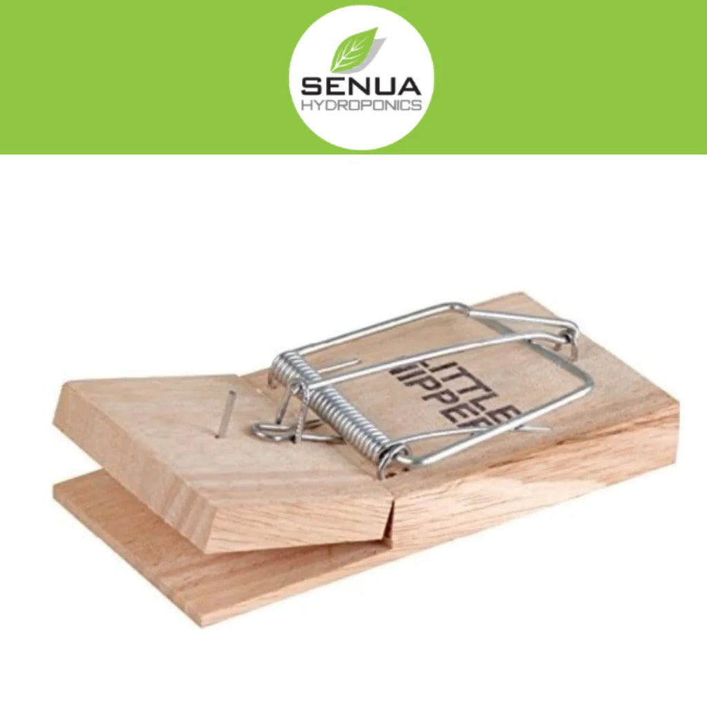 Little nipper Mouse Traps 