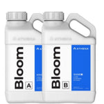 Athena - Blended Line - Bloom A&B 

