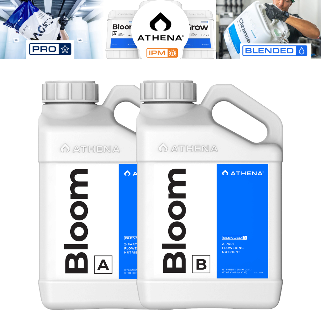 Athena - Blended Line - Bloom  A&B