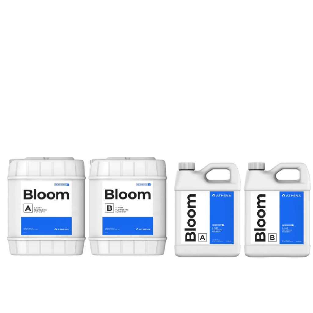 Athena - Blended Line - Bloom  A&B Main