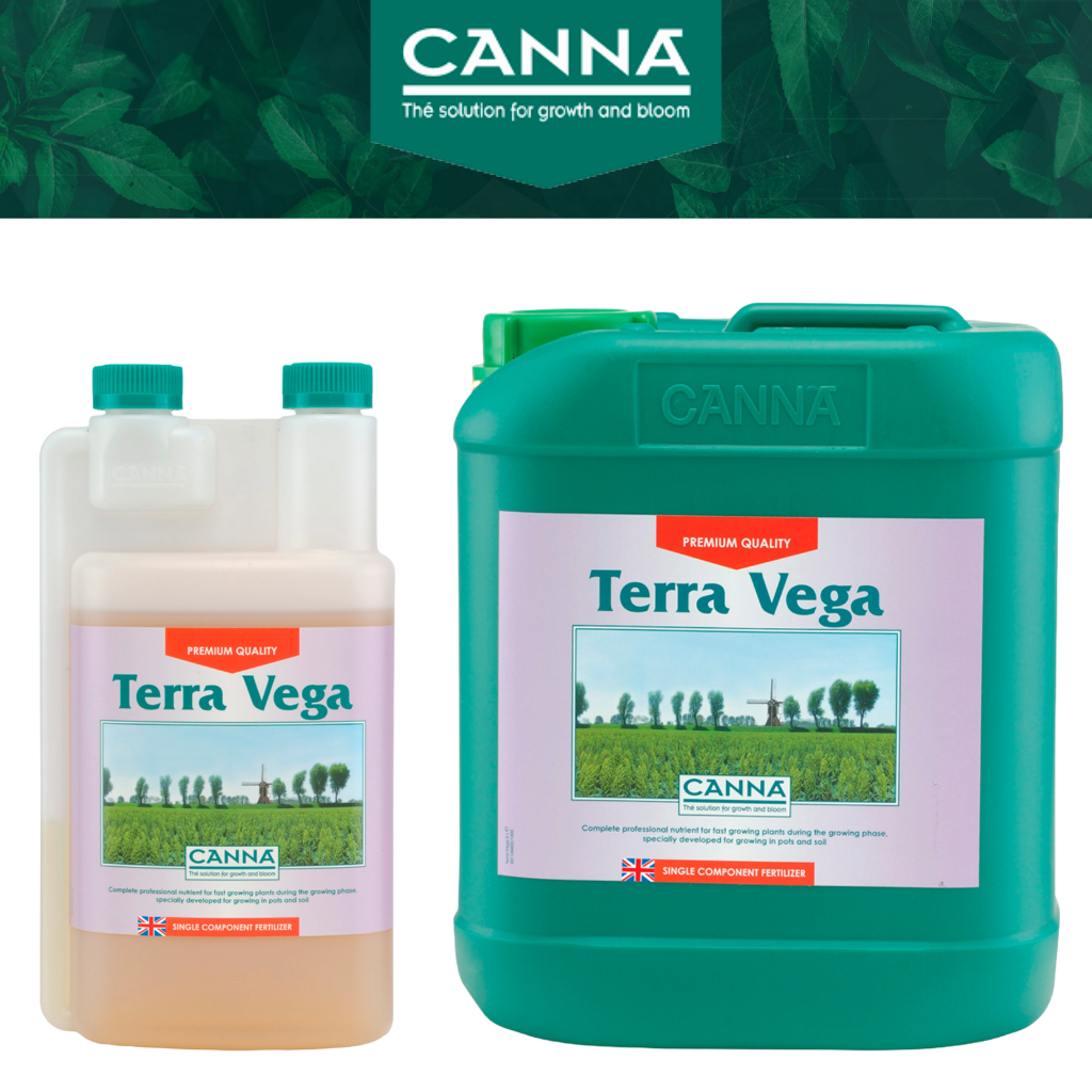 Canna Terra Vega