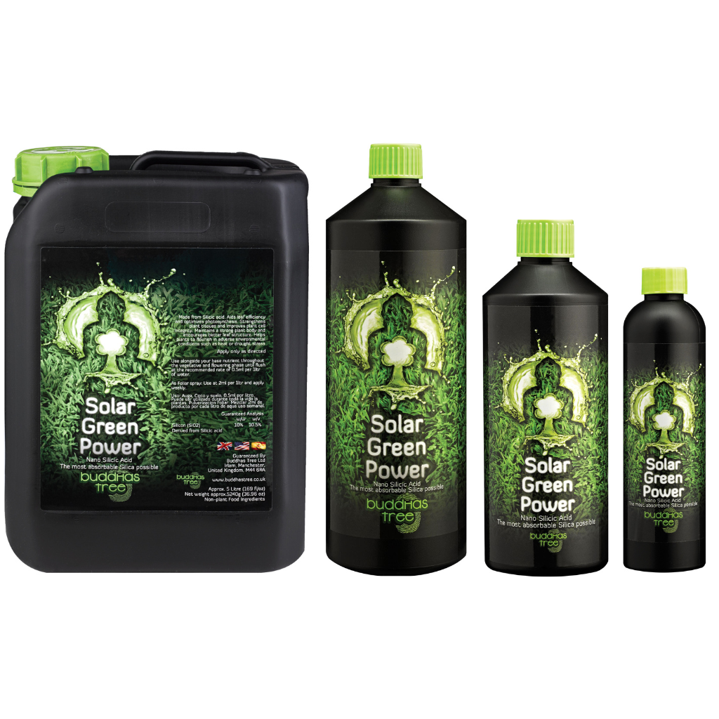 Buddhas Tree Solar Green