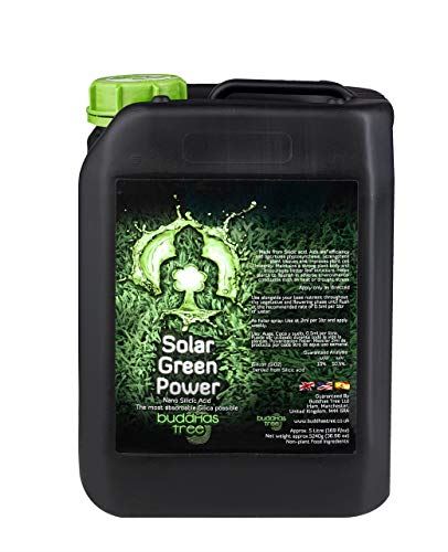 Buddhas Tree Solar Green Power