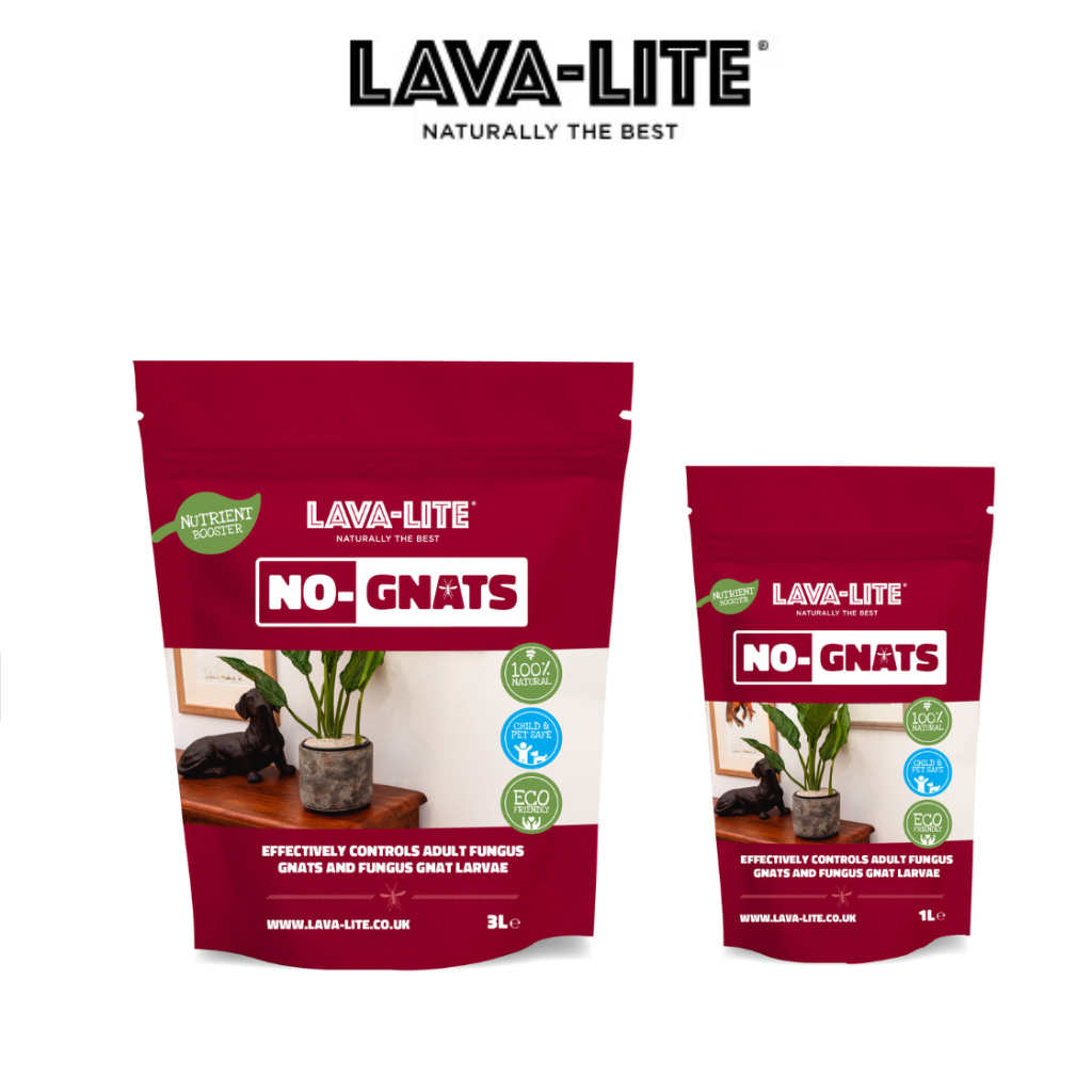 Lava Lite No Gnats